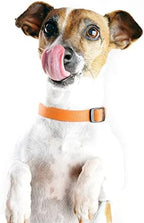 Dog Collar Orange Basic Adjustable Dog Collars - Image 2
