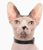 Silicone Cat Collar - Image 4