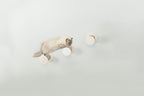 Trixie Wall Mount XXL Cat Climbing Steps, Cat Furniture, Scratching Post - Image 4