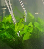 A2Z-Aquascaping Maintenance Tools Accessories, Anti-Rust Stainless Steel - Image 5
