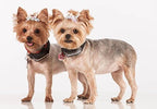 Marco Polo Advanced Pet Monitoring, Tracking and Locating System - Image 2