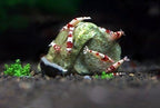 SunGrow Shrimp Rocks, Magnesium Rocks - Image 4