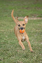 Chuckit! Dog Tennis Ball Dog Toy, Large - Image 8