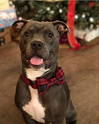 Elegant little tail Dog Collar - Image 4