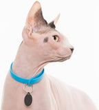 3 Pack Breakaway Cat Collar - Image 6