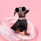 Unique style paws Valentine's Day Dog Collar Plastic Buckle Collar - Image 4