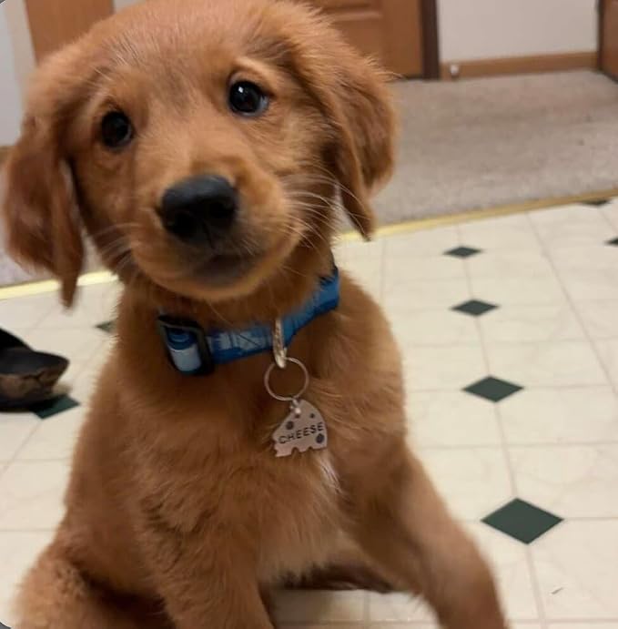 Personalized Cheese Pet ID Dog Tag - Image 3
