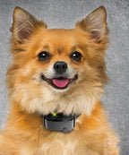 Sparky Pet Co - Surefit ECollar Replacement Strap Bungee Dog Collar Waterproof - Image 10