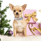 Unique style paws Valentine's Day Dog Collar Plastic Buckle Collar - Image 5