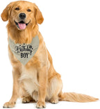 A19 Birthday Dog Bandana - Image 4