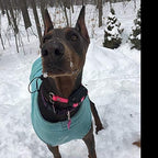Sparky Pet Co 3/4" E Collar Easy Fit Surefit Replacement Electronic Training - Image 7