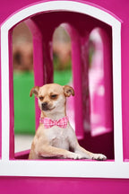 Lionheart glory Pink Plaid Dog Collar, Adjustable Dog Collar - Image 5