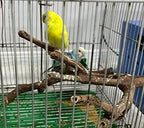 Bird perches Bird Perch Stand Perches - Image 2