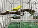 Bird perches Bird Perch Stand Perches - Image 3