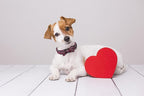 MR. CHUBBYFACE Valentine's Dog Collar - Image 5