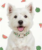 Dog Collar for Small Dogs, Summer Dog Collar - Image 8