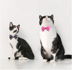 18Pcs Puppy Collars, Cat ID Collars - Image 6