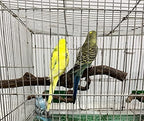 Bird perches Bird Perch Stand Perches - Image 4