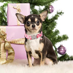 Unique style paws Valentine's Day Dog Collar Plastic Buckle Collar - Image 5
