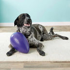 Jolly Pets Jolly Egg Dog Toy, 12 Inches/Large - Image 6