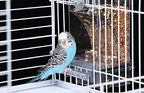 No Mess Bird Feeder, Bird Feeder - Image 7
