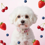 Pink Dog Collar, Female Dog Collar - Image 8