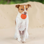 Best Pet Supplies Squeaky Dog Toys - Image 6