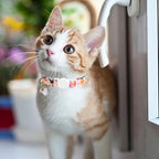 Unique style paws 2 Pack Kitten Collar Breakaway - Image 5