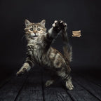 Cat Dancer Interactive Cat Toy - Image 2