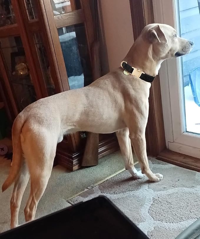 Soft Cotton Dog Collar with Metal Buckle Adjustable Heavy Duty Comfy Corduroy - Image 6