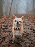 Elegant little tail Dog Collar - Image 3
