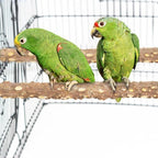 PINVNBY 3Pcs Bird Perches for Cage, Nature Wood Prickly Parrot Stand Toy Paw - Image 4