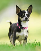 Joytale Reflective Dog Collar, Soft Neoprene Padded, Metal D-Ring, Nylon Pet - Image 2