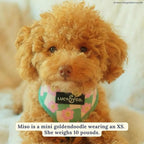 Lucy & Co. Cute Reversible Dog Harness Walking Halter - Image 8