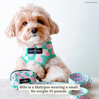 Lucy & Co. Cute Reversible Dog Harness Walking Halter - Image 3