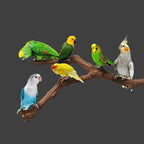 Allazone 5 PCS Natural Grape Stick Perch Swing Chewing Toys - Image 4