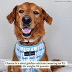 Lucy & Co. Cute Reversible Dog Harness Walking Halter - Image 3