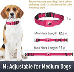 Airtag Dog Collar with AirTag Holder - Image 6
