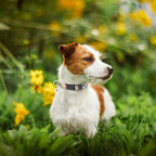 PUPTECK Adjustable Dog Harness Collar and Leash Set Step in No Pull Pet Harness - Image 7