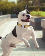 TagME Reflective Nylon Dog Collars, Adjustable Classic Collar - Image 2