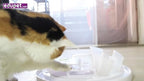 Cat-Center - 7-in-1 Pet Activity Center, Cat Toy Game, Educate & Entertain Your - Image 8