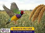 1lb Millet Tips & Tails for Birds - Image 8