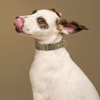 PET ARTIST Dog Collars for Medium Dogs, Soft Padded Premium Nylon Dog Collar - Image 2