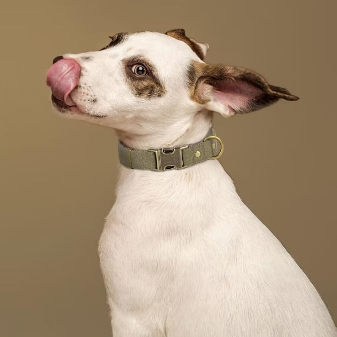 PET ARTIST Dog Collar for Large Dogs, Soft Padded Premium Nylon Dog Collar - Image 2