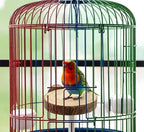 Wood Bird Perch Stand for Cage, Natural Round Wooden Parrot Platform Bird Perch - Image 5