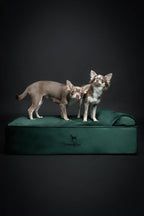 NOAH & PAW Dog Bed, Orthopedic Dog Beds - Image 7