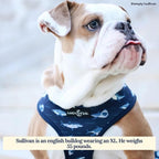 Lucy & Co. Reversible Dog Harness Walking Halter - Image 5
