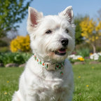 Summer Dog Collar for Medium Dogs, Cute Dog Collar - Image 4