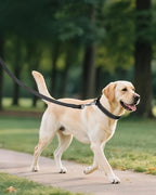 Joytale Reflective Dog Collar, Adjustable Nylon Pet Collar - Image 6