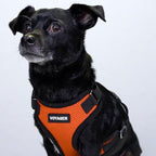Voyager Step-in Pet Harness - Image 8